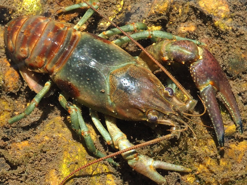 Proven Fall Crayfish Colours Exposed
